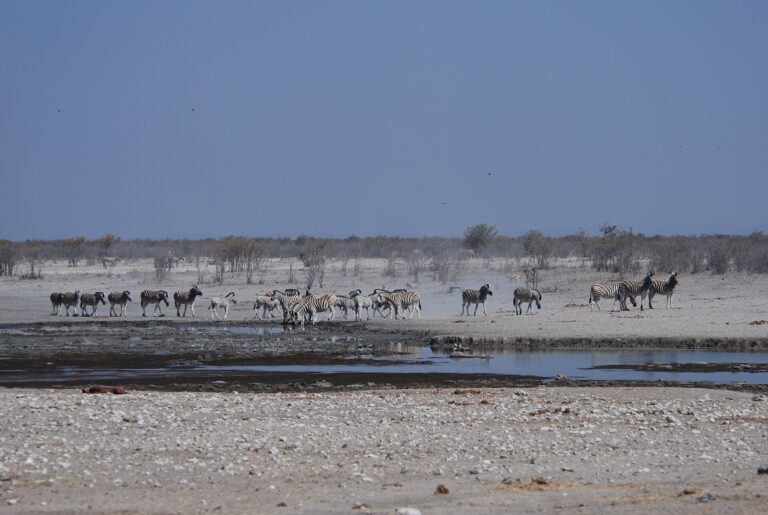 Etosha in the dry season: how to plan a patient waterhole day