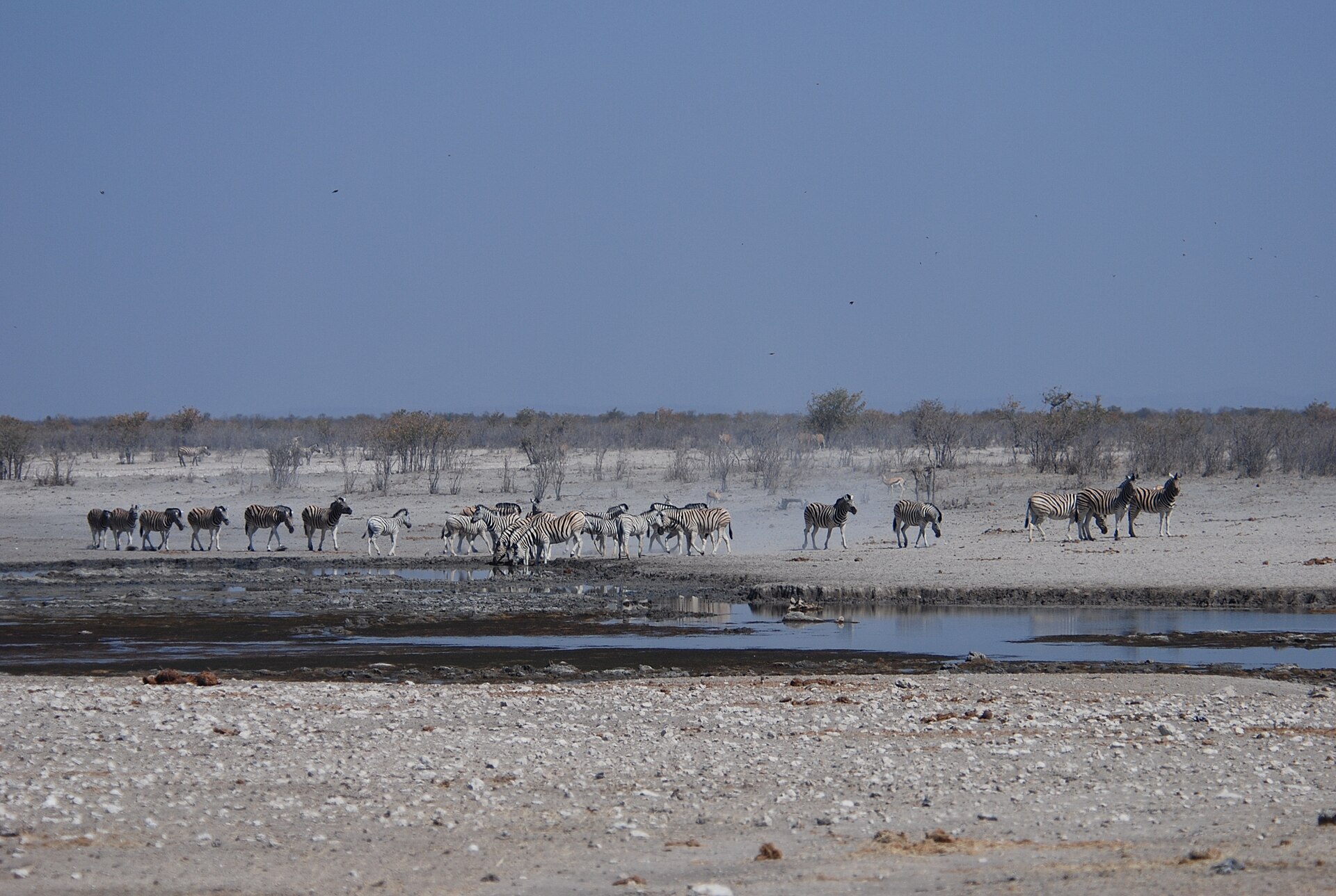 Zebra, antelope and other wildlife gathered at a waterhole in Etosha National Park