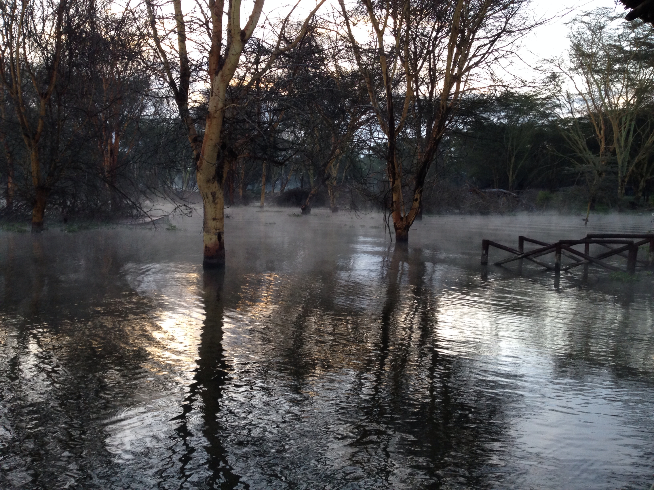 Trees and mist reflected in the water at dawn beside Lake Naivasha, Kenya.
